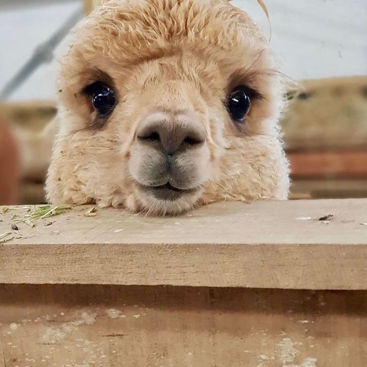 a closeup headshot of a light brown alpaca peering over a wooden fence. the alpaca has fluffy fur, dark eyes, and a soft nose. it is looking directly at the camera.
