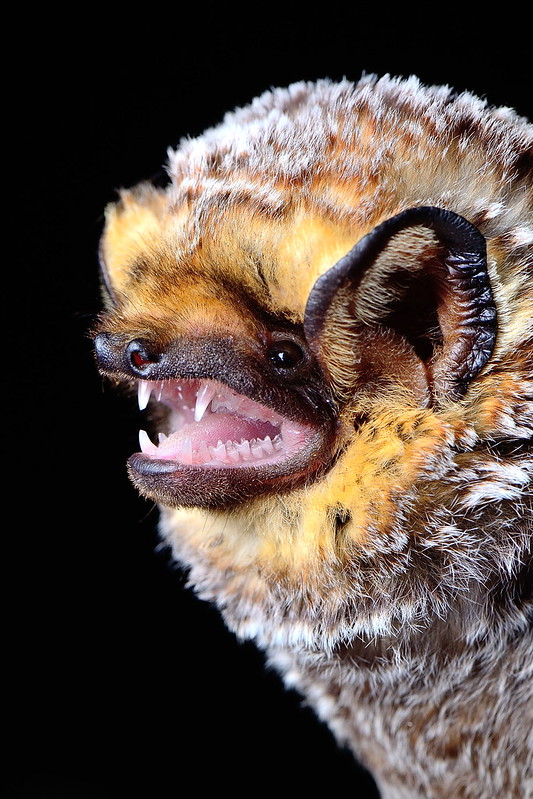 loseup profile view of a big brown bat (eptesicus fuscus) with its mouth open, revealing its teeth. the bat's fur is a mix of brown, gray, and yellow tones, and its ears are visible. the background is completely black, providing a stark contrast to the bat's features. the image is sharply focused, highlighting the details of the bat's fur, teeth, and facial features.