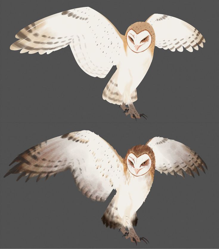two digital art illustrations of barn owls with their wings spread, set against a solid gray background. the owls are light in color with brown facial markings and speckled feathers.
