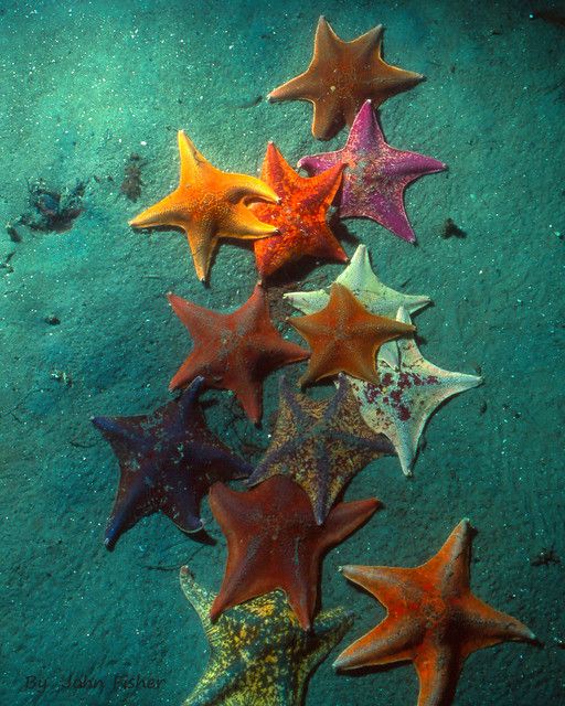 the image shows a group of starfish of different colors (orange, brown, purple) lying on the ocean floor underwater.