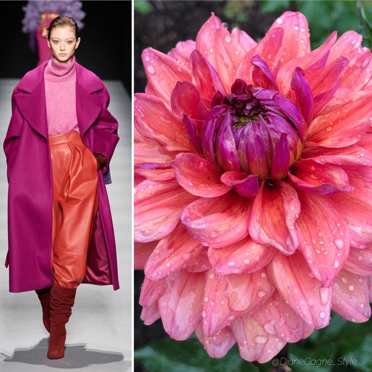 the image features a woman in a pink coat and orange pants, walking on a runway. on the right side, a pink dahlia flower with water drops on its petals is shown. the image is a combination of fashion and nature, showing a stylish outfit and a beautiful flower.  the woman's outfit is a vibrant combination of pink and orange, while the flower is a delicate blend of pink and purple. both elements are visually stunning, capturing the essence of beauty and elegance.
