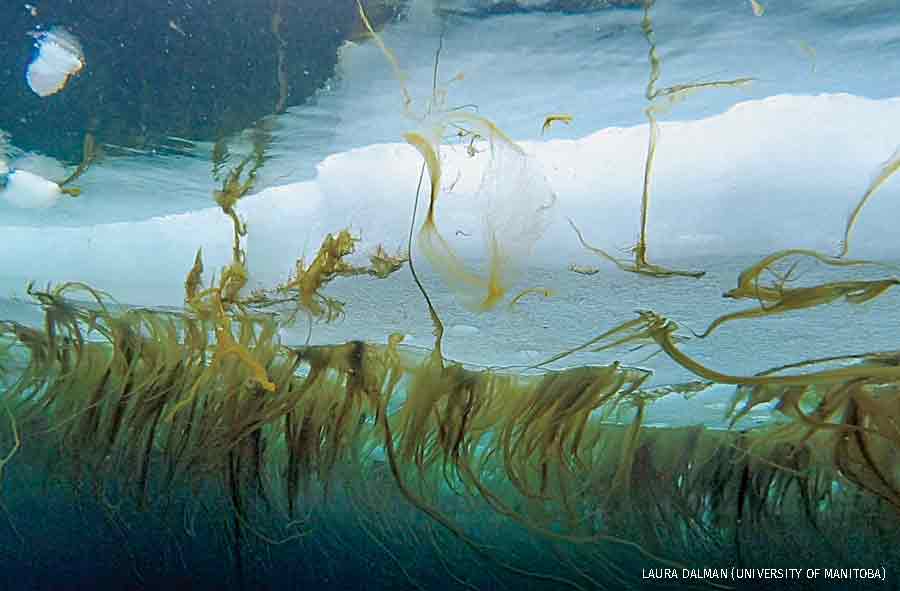 an underwater shot looking up at a sheet of ice, with long strands of algae growing from the bottom of the ice and reaching down towards the ocean floor.