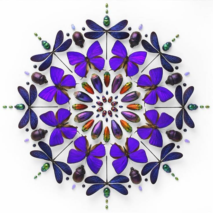 the image shows a mandala created from various insects. there are butterflies with purple wings, dragonflies with blue wings, and a collection of beetles with iridescent shells in shades of green, purple, brown, and orange. the insects are arranged in a circular, symmetrical pattern on a white background. the arrangement is intricate and eyecatching, creating a visually appealing design.