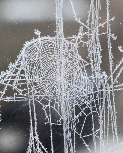 the image showcases a spiderweb completely covered in frost or ice crystals. the intricate structure of the web is highlighted by the delicate, crystalline formations of ice. the background appears dark and reflective, suggesting it is a window or glass surface where the frost has formed. the scene captures a moment of natural beauty and the effects of winter on the natural world.