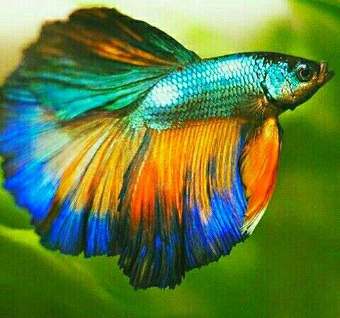 a closeup of a vibrant betta fish, also known as a siamese fighting fish, with bright colors and a flowing tail. the fish's scales are a beautiful mix of blue, orange, red, and yellow. the image captures the fish in its natural habitat, swimming in a clear, green water tank.