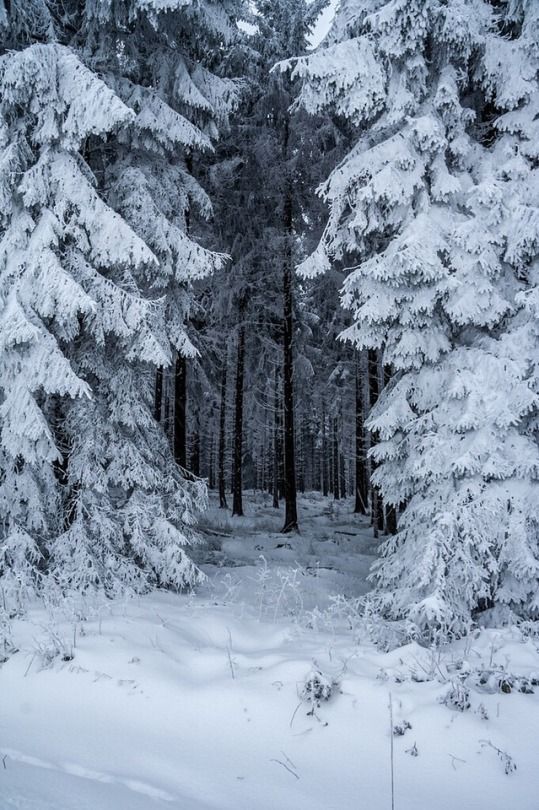 the image shows a snowcovered forest with pine trees. the trees are heavily laden with snow, creating a winter wonderland scene. a path leads into the depths of the forest. the overall impression is one of cold, serene beauty.
