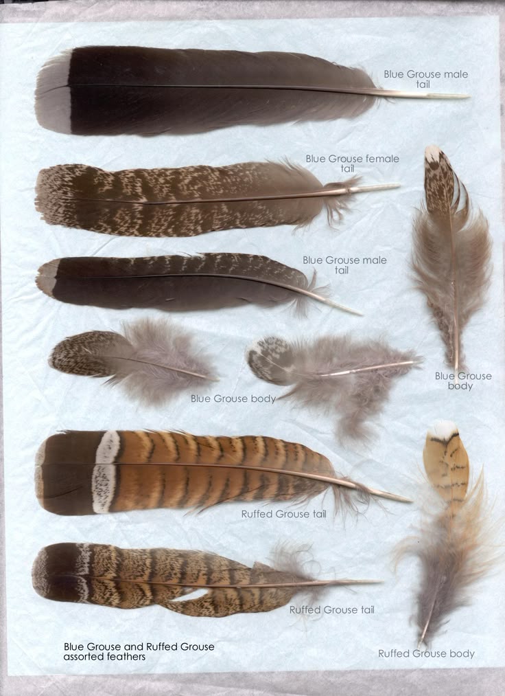 the image displays various feathers from blue grouse and ruffed grouse, including male tail feathers, female tail feathers, and body feathers.