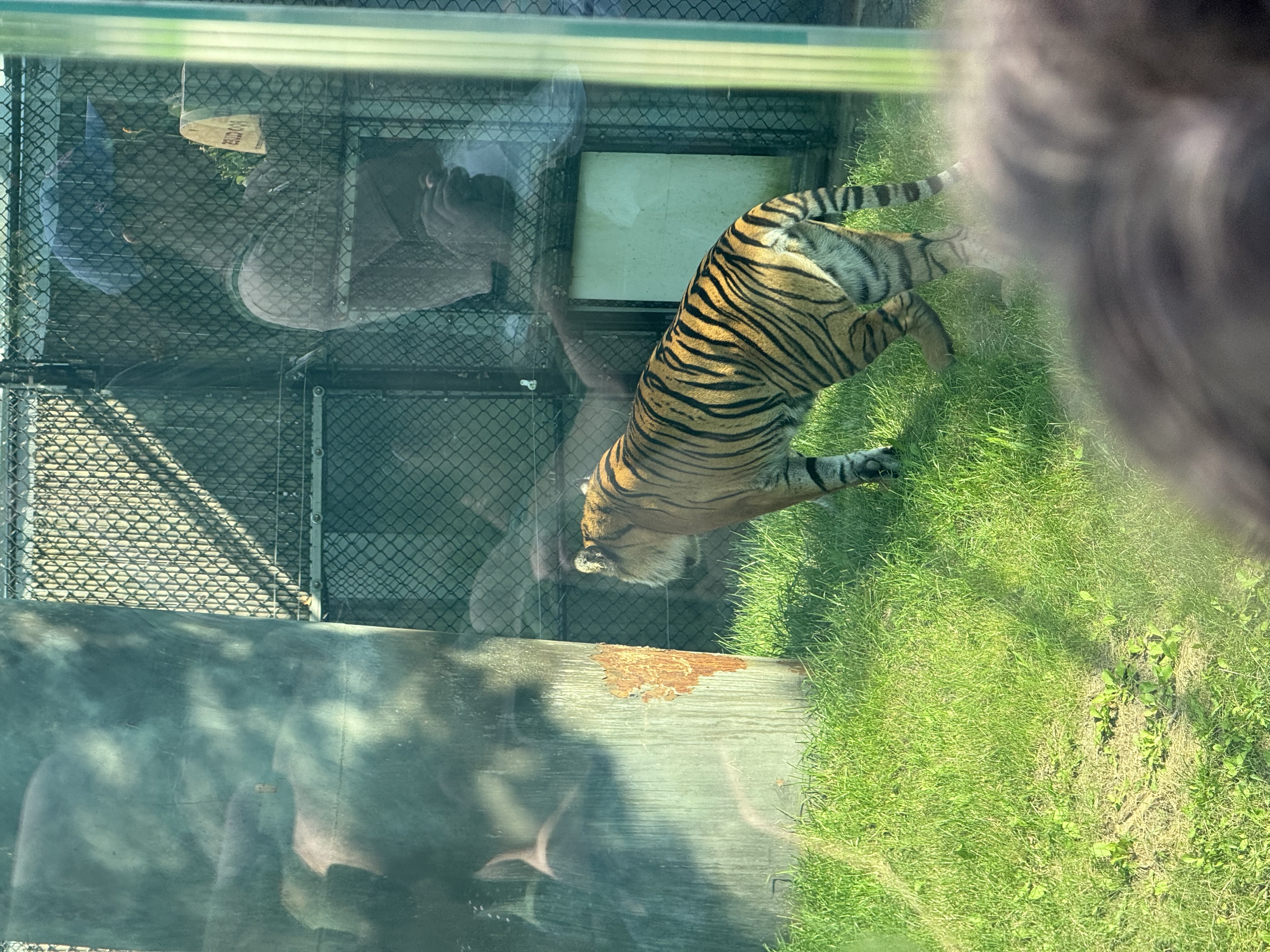 a tiger in a zoo enclosure is seen through a glass wall. the tiger is walking on grass and looking to the left. there is a fence in the background and a reflection of people in the glass. the lighting is bright and sunny.