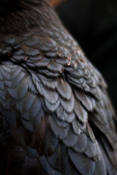 a closeup shot showing the black feathers of a crow or raven. the feathers are neatly arranged and textured, with subtle hints of iridescence.