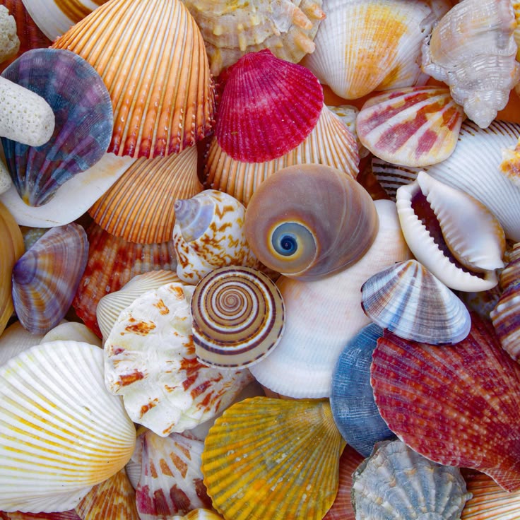 a closeup image showcasing a vibrant and diverse collection of seashells. the shells are of various shapes, sizes, and colors, including red, orange, yellow, blue, purple, white, and brown. some shells have spiral patterns, while others are smooth and rounded. the composition is densely packed, creating a rich texture and visual interest.