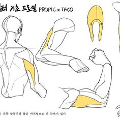 this image is a sketch tutorial on how to draw arm muscles. it features several drawings of an arm in different positions, highlighting the muscles with yellow. the text on the image appears to be korean.