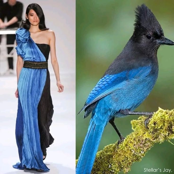 a photo split into two halves, the left shows a model in a blue and black dress walking on a runway, and the right side shows a blue jay perched on a mossy branch.