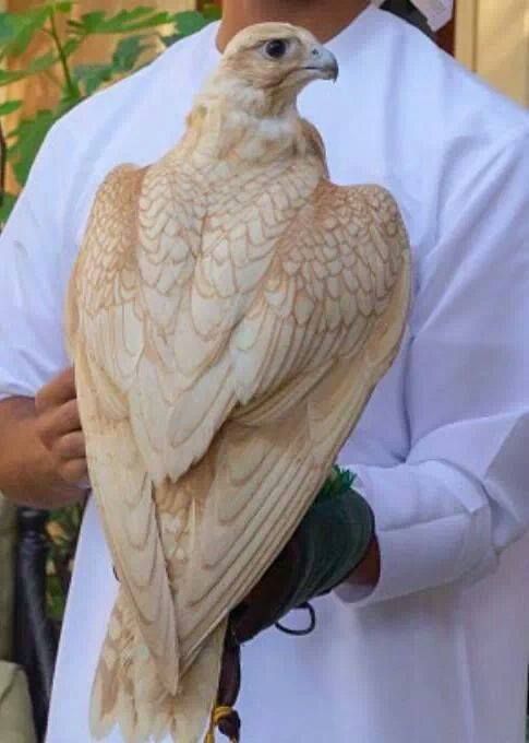 a man in a white robe holds a white falcon. the bird has yellow eyes, a yellow beak and white feathers with a slight tan hue. the man is gently holding the bird and looking at it. the background is a white wall.