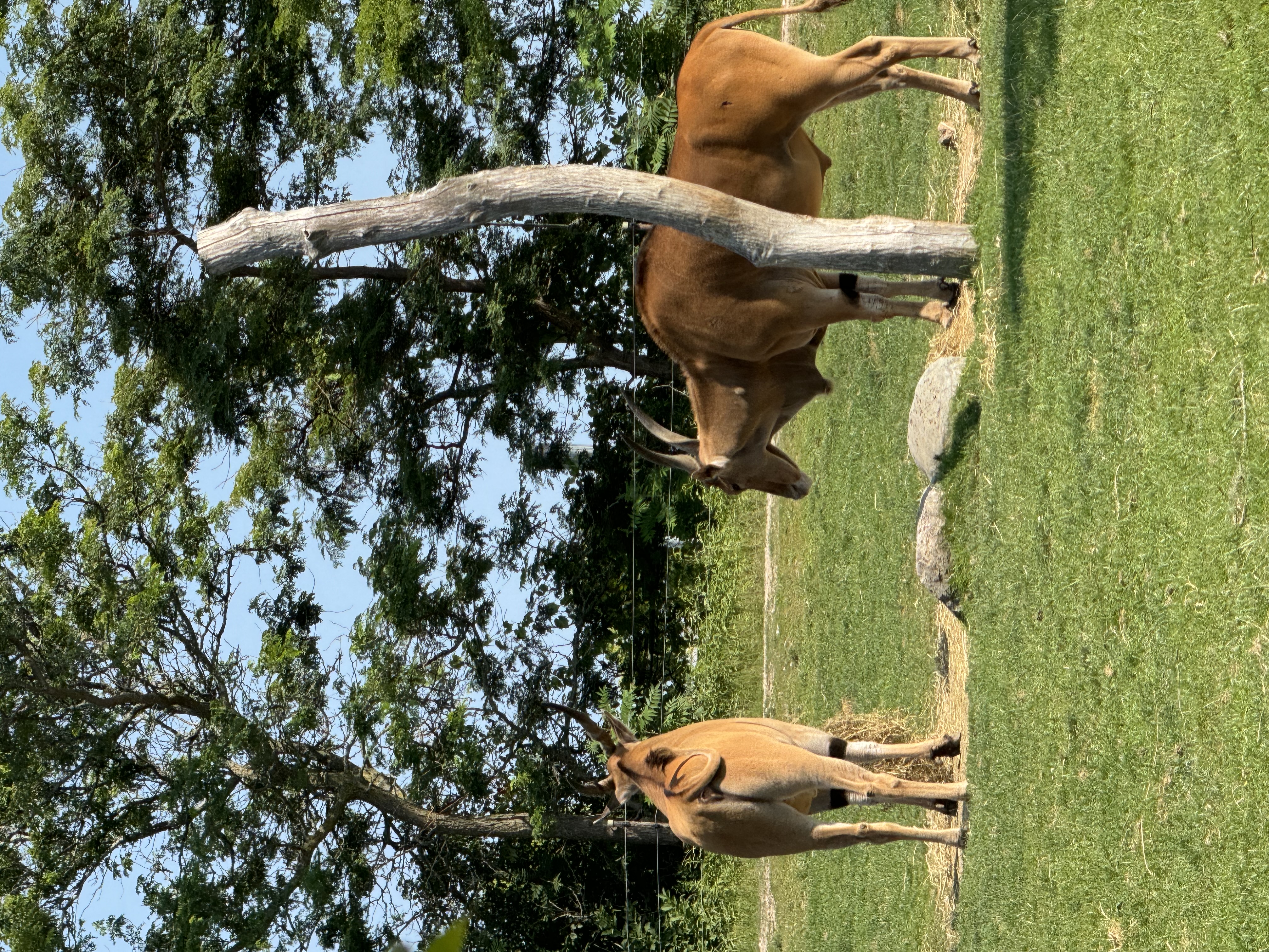 this is an image of two eland antelopes standing in a grassy field at a zoo. there are trees in the background and a dead tree trunk in the middle right of the image. the lighting is bright, the sun is shining and it is daytime. the perspective of the image is eye level.