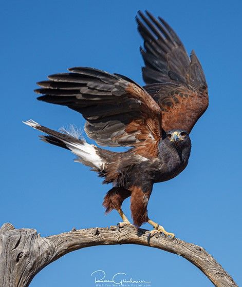 a harris's hawk is perched on a dead branch with its wings spread against a clear blue sky. the hawk has brown and black feathers with white markings on its tail, a yellow beak, and sharp talons gripping the branch. it is a bird of prey, also known as a raptor.