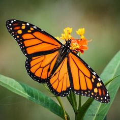 a vibrant monarch butterfly with blackveined, orange wings alights on a cluster of yellow and orange milkweed flowers against a softfocus green background. the image captures the delicate beauty of both insect and blossom, highlighting the intricate patterns on the butterfly's wings.