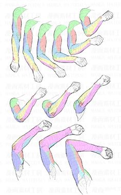 the image is a study of arm muscles shown in a variety of poses.  the drawing uses a limited color palette of pastels to differentiate muscle groups.  the image provides an excellent reference for artists learning to draw the human form.