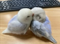 two small, light blue and white parakeets are cuddling up to each other on a light brown surface. the one on the right is lying on its side, its head resting on the other bird's back. the other bird is facing the camera. the bird on the left is facing right and they have their beaks touching. they are so close that their heads are almost touching. their soft feathers and white and blue colors make them look very soft and delicate.
