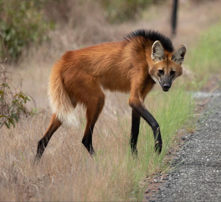 a maned wolf is walking towards the camera on a dirt road. it is walking in the grass on the edge of the road. the wolf is looking at the camera. the wolf is red with black legs and a bushy tail. the wolf is in a forest setting.