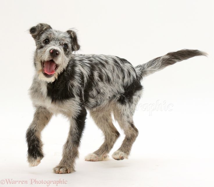 a blue merle puppy is captured midstride, seemingly in the midst of a playful run or walk.  the dog's coat is a mix of black and white, exhibiting the characteristic merle pattern.  its expression is happy and alert, with its mouth open in a joyful manner. the image is a studio shot against a stark white background, isolating the subject and enhancing its vibrancy. the puppy's paws are visible, and its tail extends horizontally. the overall impression is one of youthful energy and charm.