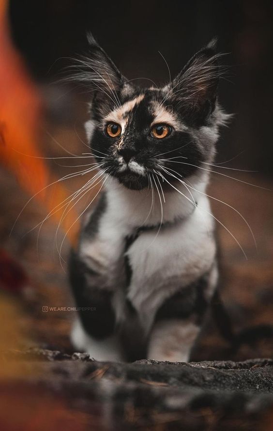 the image shows a calico cat sitting with its long whiskers and furry ears on display. the background is brown, and the cat's portrait is in soft focus. the cat is in the wild and outdoors in what appears to be the autumn season.