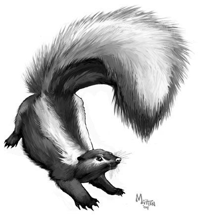 a black and white illustration of a skunk with a large, fluffy tail arched upwards. the skunk is depicted with its front paws on the ground and its body arched, giving it a dynamic pose. the fur is detailed, with a prominent white stripe down its back. the illustration includes the signature "mitten '04" in the lower right corner.