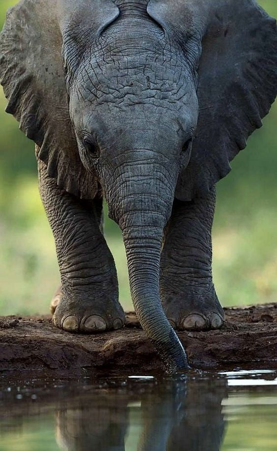 a baby elephant standing on the edge of a muddy waterhole, drinking water with its trunk. the water reflects the elephant's head and trunk. the background is a blurred green savanna. the elephant is facing forward and looking down at the water.