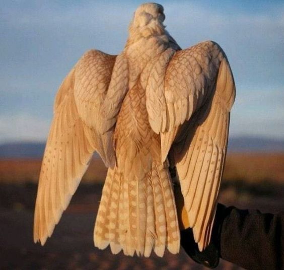 the image shows the back view of a gyrfalcon held on a gloved hand. the bird has a light beige plumage with intricate feather patterns on its wings and tail. the background features a blurred landscape under a clear sky.