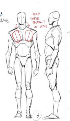 the image showcases a sketch of a male figure in both front and side view. it serves as a tutorial on anatomy and proportions for figure drawing. red arrows and notes highlight key proportional aspects to keep in mind while sketching. the simplified form and clean lines emphasize the focus on understanding human anatomy for artistic representation.