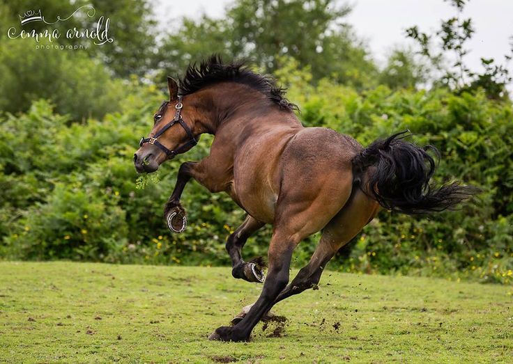 a brown horse with a black mane and tail is running through a green field, galloping towards the right side of the frame. the horse is in midair, its legs extended, and its tail streaming behind it. the grass is lush and green, and the background is a blur of green trees. the photographer's logo is visible in the top left corner of the image. the image is a beautiful capture of the power and grace of a horse in motion.