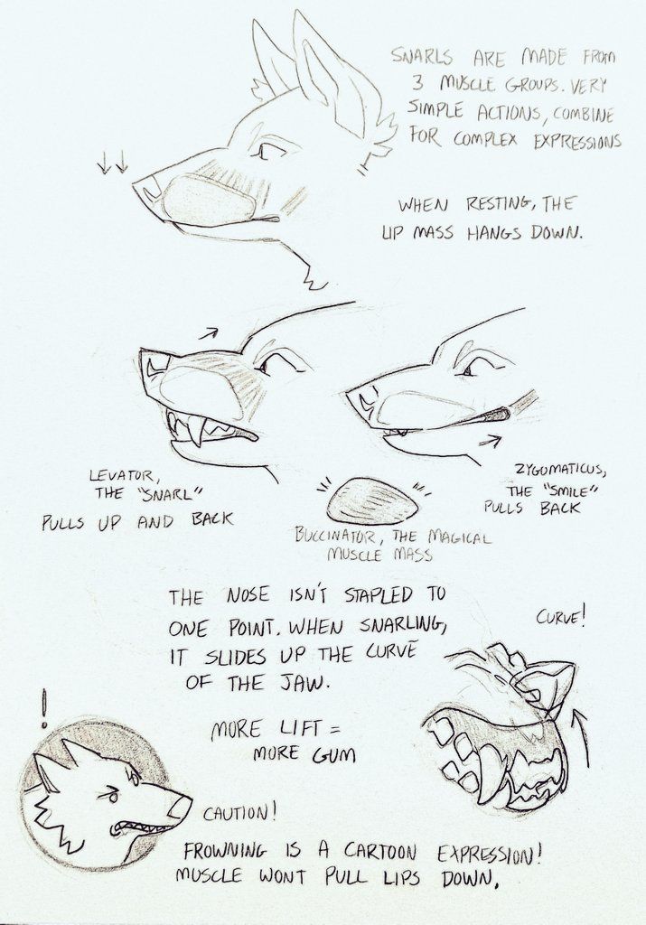 his image is a tutorial on drawing snarling and smiling expressions in canines.  it uses sketches of wolflike faces to illustrate the three main muscle groups involved: the levator (for the "snarl"), the zygomaticus (for the "smile"), and the buccinator (which affects the overall shape and tension of the mouth). the sketches show how these muscles work together to create different expressions, emphasizing that the nose doesn't stay in one position but moves along the curve of the jaw when the animal snarls. the tutorial also points out that frowning is a cartoonish expression and not a realistic anatomical one.  various annotations explain the muscle actions and their effects on the overall facial expression.
