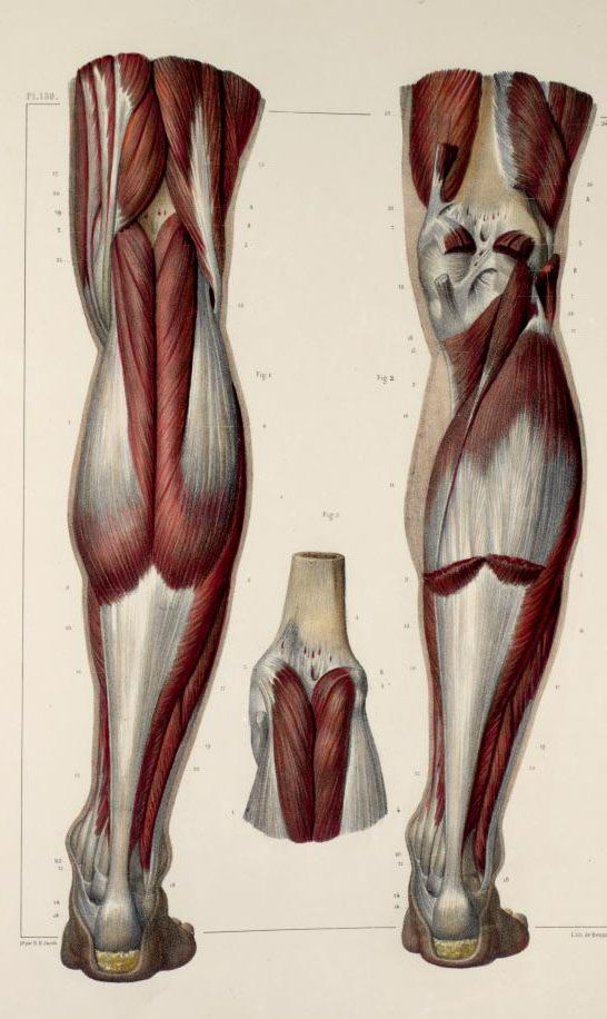 this is an anatomical drawing of the muscles in the human leg, showing both a front and back view of the leg, with a separate detail of the calf muscle.