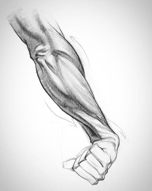 this is a black and white anatomical drawing of the muscles in a person's arm flexed.