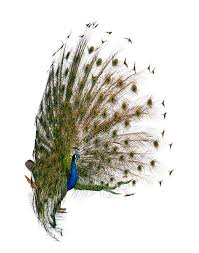 a beautiful peacock with its tail feathers fanned out in a display, showcasing its vibrant green and blue plumage. the bird is isolated against a clean white background, making it the focal point of the image. the intricate patterns and textures of the feathers are visible in detail, creating a stunning visual spectacle. the peacock's posture and the way its feathers are arranged create a sense of elegance and grace.