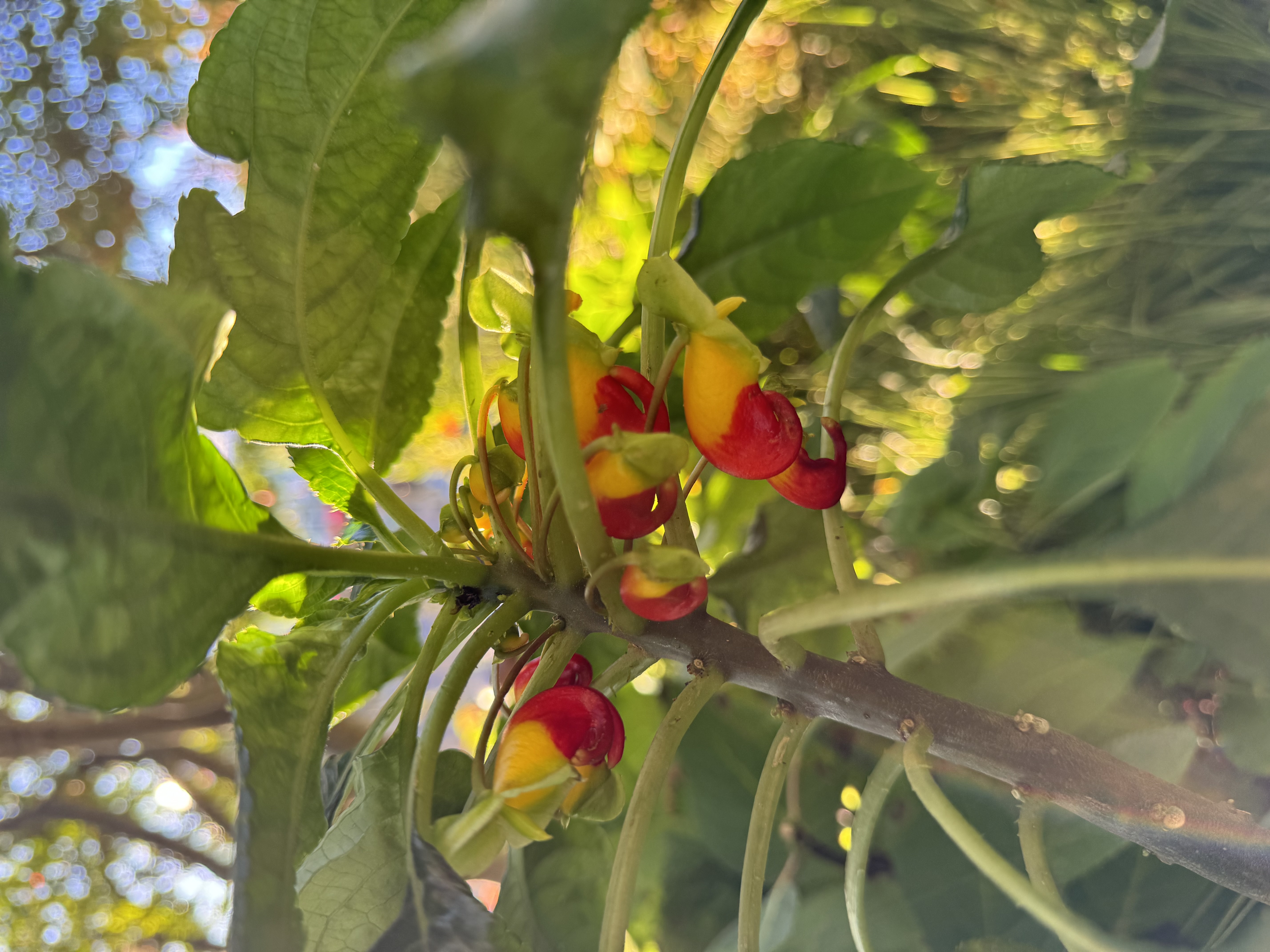a closeup shot of a parrot's beak flower against a background of green foliage, softly blurred by the bright sunlight. the flower, with its distinctive red and yellow petals, droops delicately from the stem, showcasing its intricate details. the image captures the vibrant beauty of nature in its full glory.