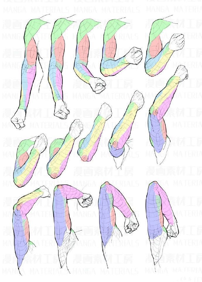 the image is a drawing reference for how to draw arms from various perspectives, with the muscles defined by different colors and line work.
