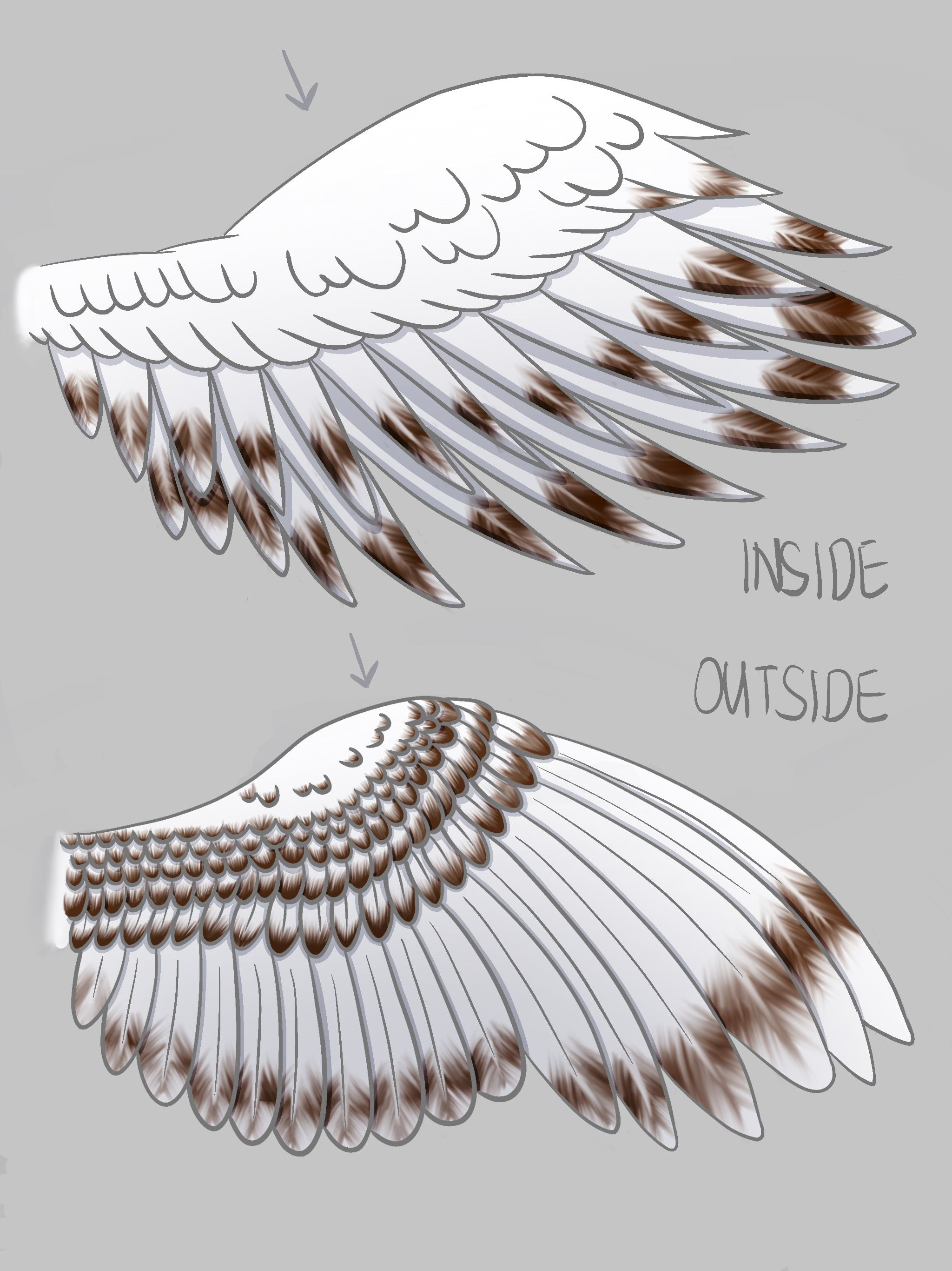 the image shows two drawings of a bird's wing, one from the outside and one from the inside. the wings are primarily white with brown spots and stripes.