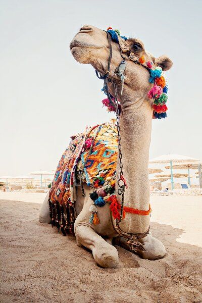 a camel with colorful ornaments and decorations is sitting on a sandy beach with a light blue sky in the background. the camel is looking up.  the camel is  sitting on the sand with its legs extended in front of it. the camel is in focus and the background is blurred.