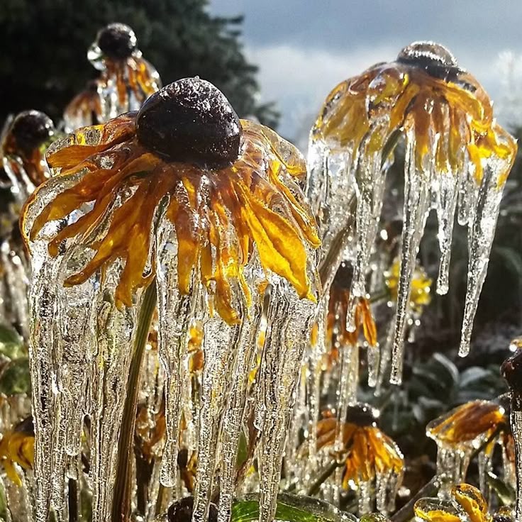 the image shows a closeup of several flowers covered in ice. the flowers have yellow petals and dark brown centers. long icicles hang from the petals and stems, creating a wintery scene. the background shows other plants and trees, and the sky is overcast. the photograph captures the beauty of nature in winter, with the ice creating a unique and intricate pattern on the flowers.
