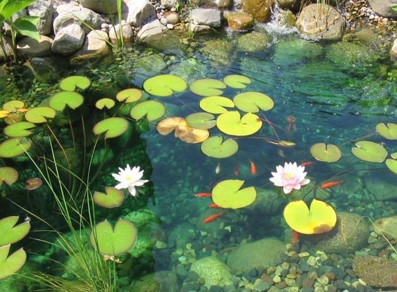 the image shows a small backyard pond with clear water. there are several lily pads, some with blooming pink and white lilies, floating on the surface. several small orange fish can be seen swimming in the water. the pond is surrounded by rocks and green plants. the water reflects the sunlight, giving it a sparkling appearance.
