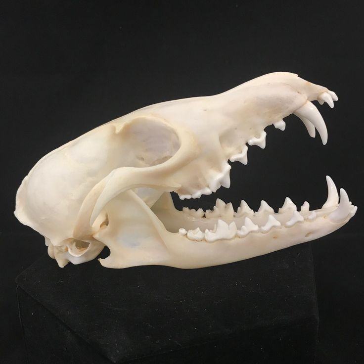 this image shows a clean white fox skull isolated on a black background. the skull is viewed from the side, with the jaw open, revealing sharp teeth. the skull is a beautiful example of the anatomy of a predator.