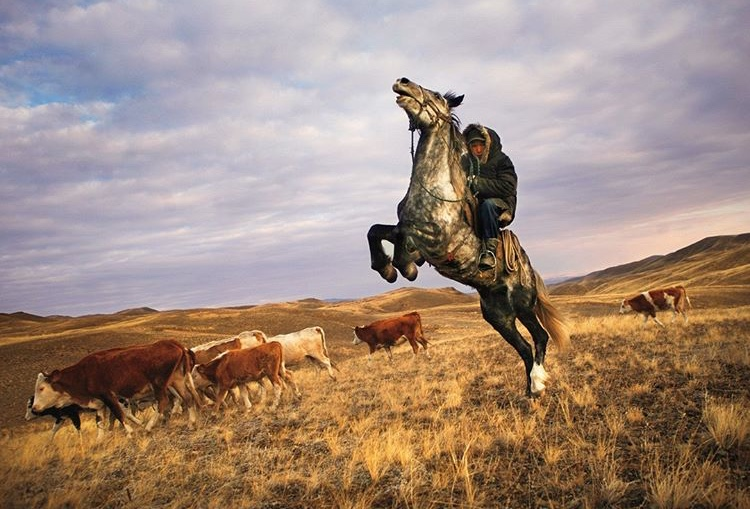 a wide shot of a cowboy riding a rearing horse while herding cattle in a grassy field. the sky is cloudy, and the landscape appears rural. the scene seems to be set in autumn.