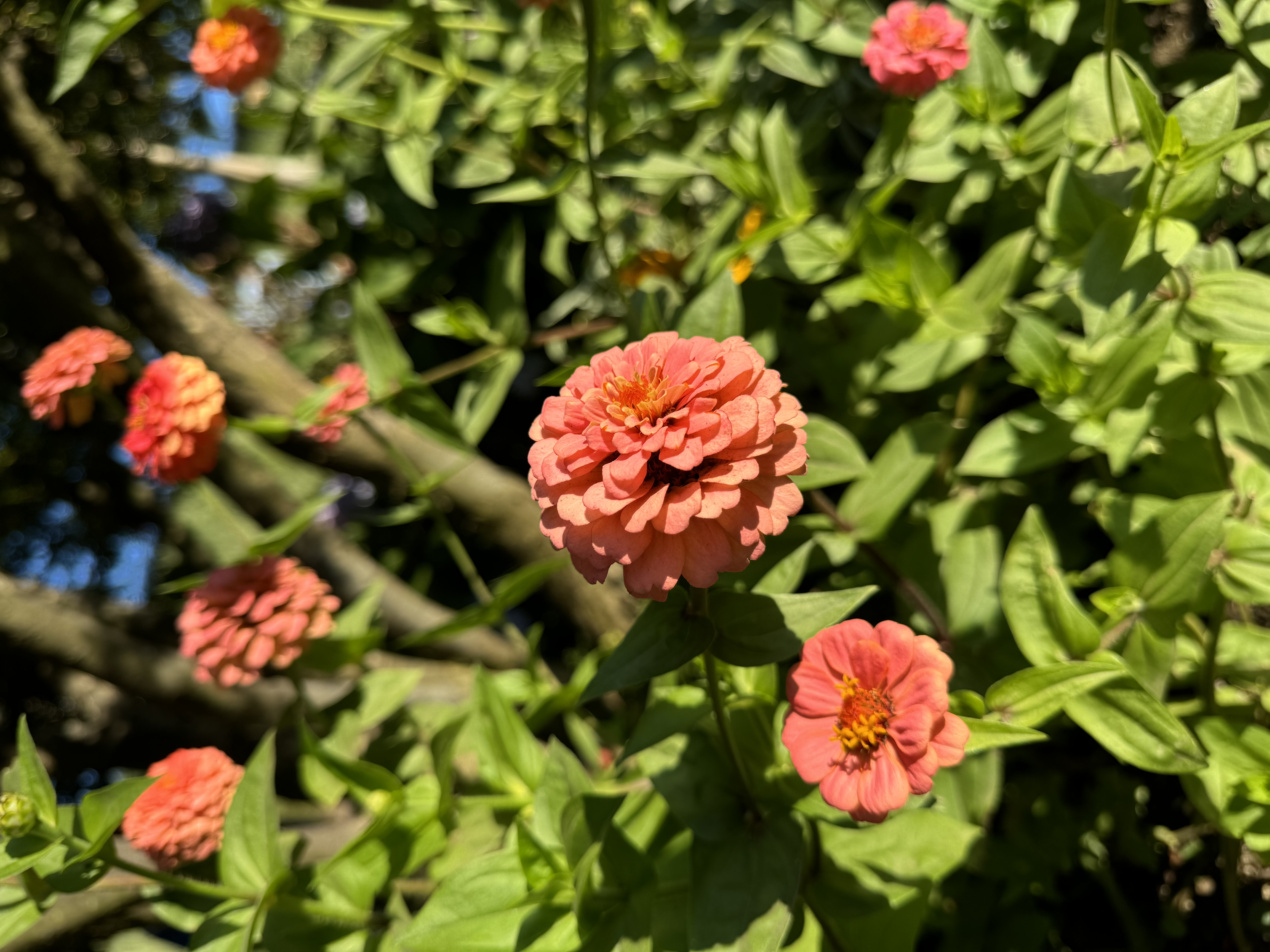 this is a closeup image of multiple vibrant, coralcolored zinnias in full bloom. the flowers are surrounded by lush green foliage, and the image is brightly lit by natural sunlight.