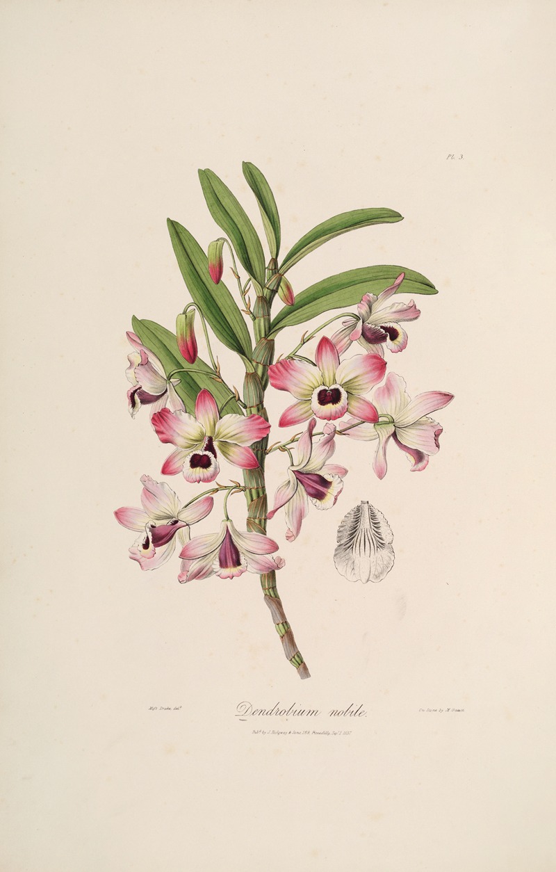a vintage botanical illustration of a dendrobium nobile orchid, featuring pink and white flowers, green leaves, and a detailed illustration of the flower structure.
