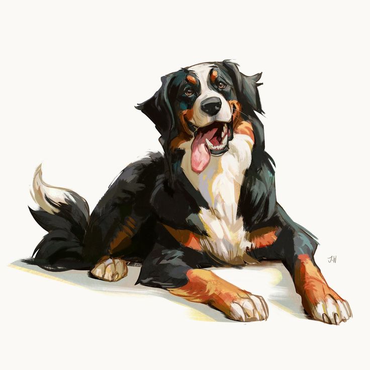 a bernese mountain dog laying down panting with its tongue out.  the background is white.