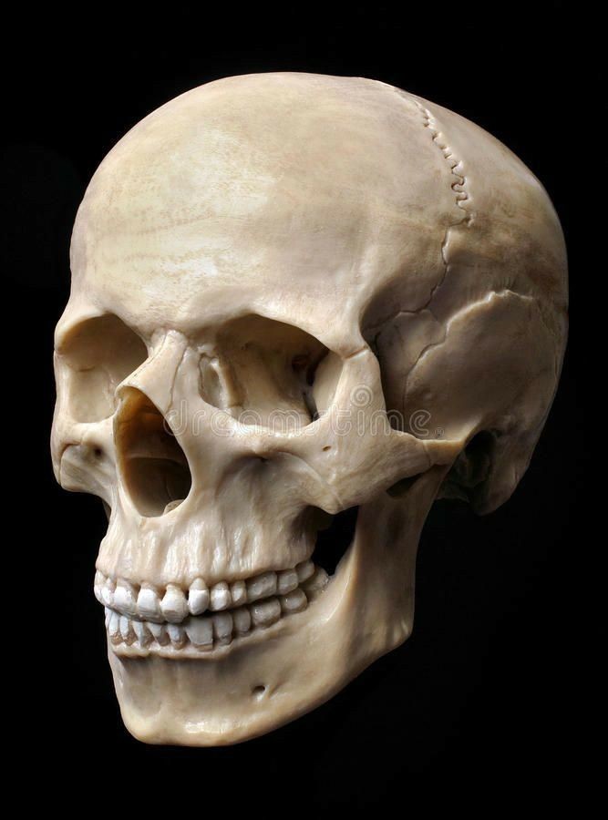 closeup of a human skull, isolated on black background. the skull is facing to the left.  the focus is on the lower jaw, showing the teeth.