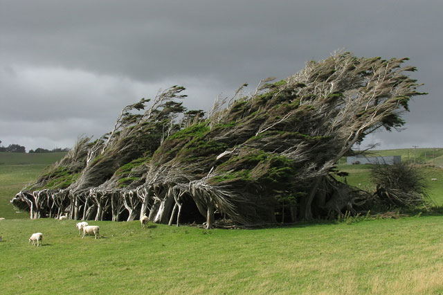 the image shows a line of trees that have been permanently bent by the wind, forming a shelterbelt. the trees are located in a field of green grass, and there are some sheep grazing in the field. the sky is cloudy, and the overall impression is one of a windy and exposed landscape.