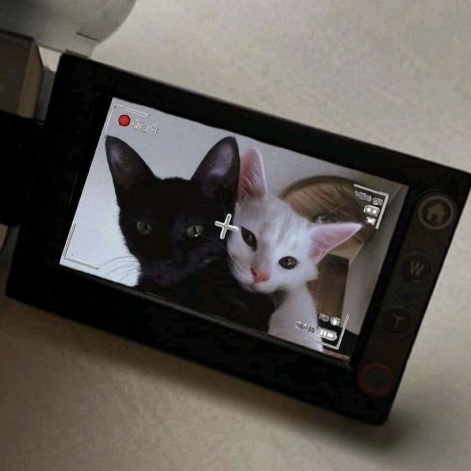 a closeup shot of a black and white kitten cuddling up to each other. the image is being viewed on a camera screen, capturing the adorable moment of the two kittens.