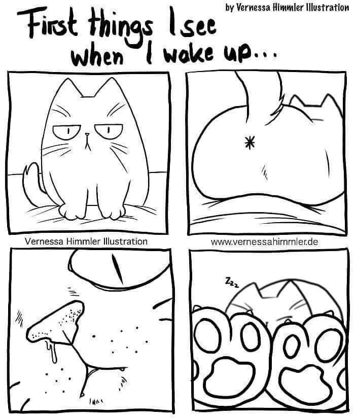 the image is a fourpanel comic strip titled "first things i see when i wake up..." by vernessa himmler. each panel depicts a different closeup view of a cat: a grumpy cat sitting up, the cat's rear end, a closeup of the cat's mouth with drool, and the cat asleep behind its paws. the last two panels also contain the illustrator's name and website.