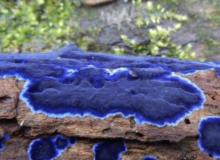 the image shows cobalt crust fungus (terana caerulea) growing on decaying wood. the fungus is a vibrant, deep blue color with a white or light blue fringe at the edges. it is growing resupinately, meaning it is lying flat against the surface of the wood. some moss is visible in the background.